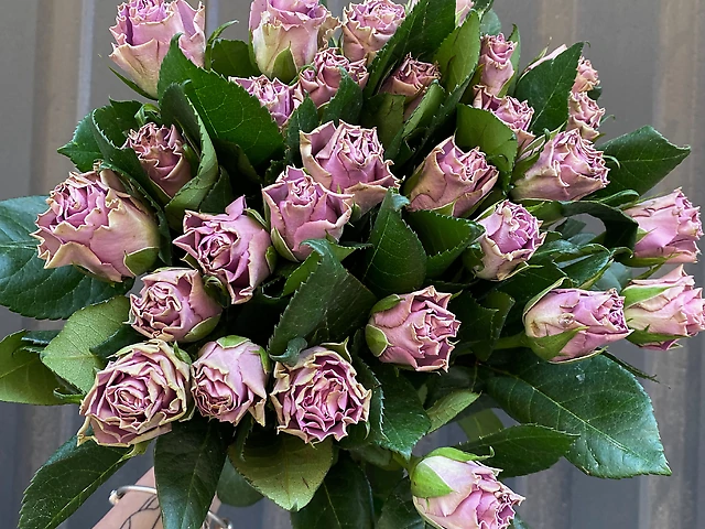 Троянда Byzantine