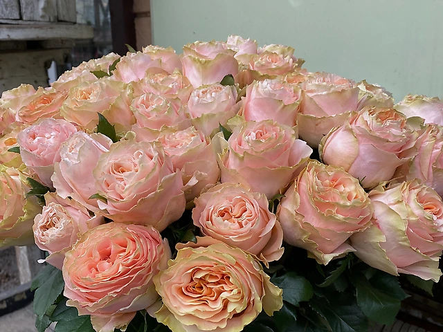 Троянда Princess Crown