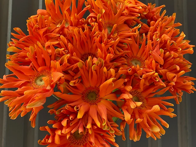 Гербера руда