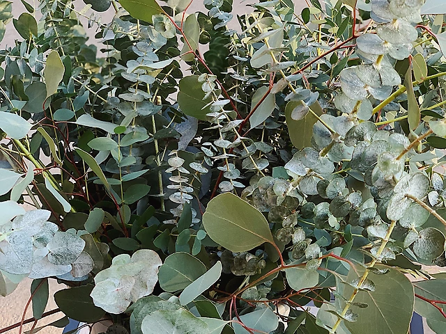 Eucalyptus