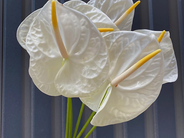 Антуріум білий