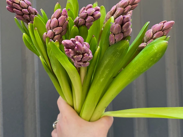 Гіацинт бузковий