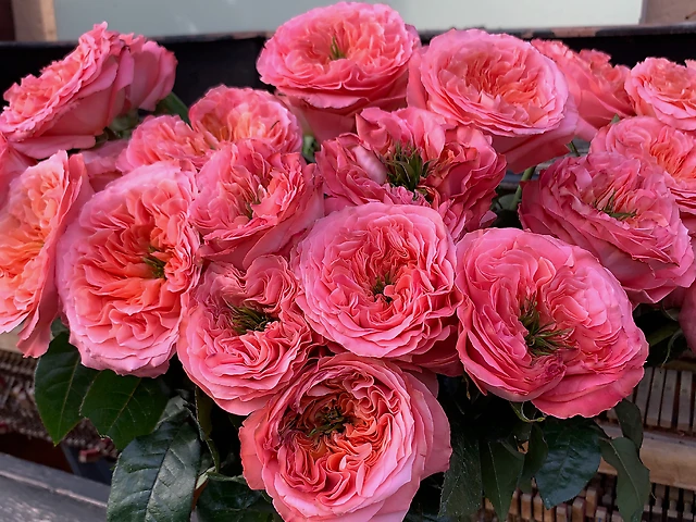 Ecuador roses