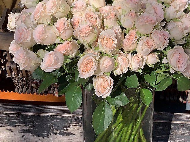 Троянда гілкова