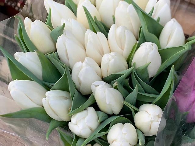 Тюльпан білий