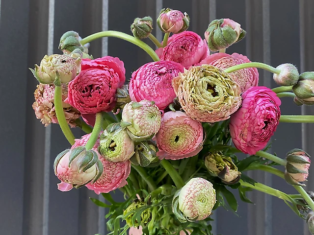 Ранункулюс рожевий