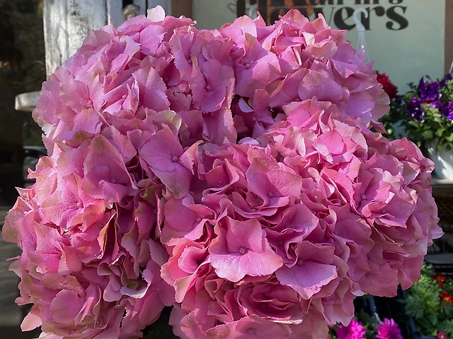 Гортензія рожева