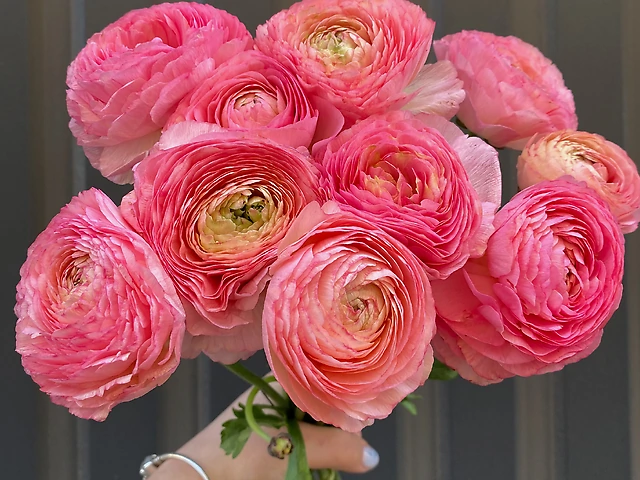 Ранункулюс рожевий