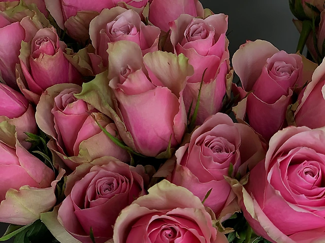 Pink roses