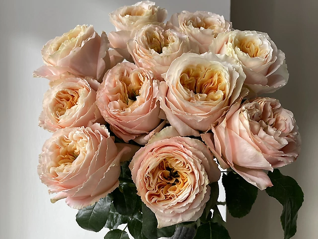 11 еквадорських троянд