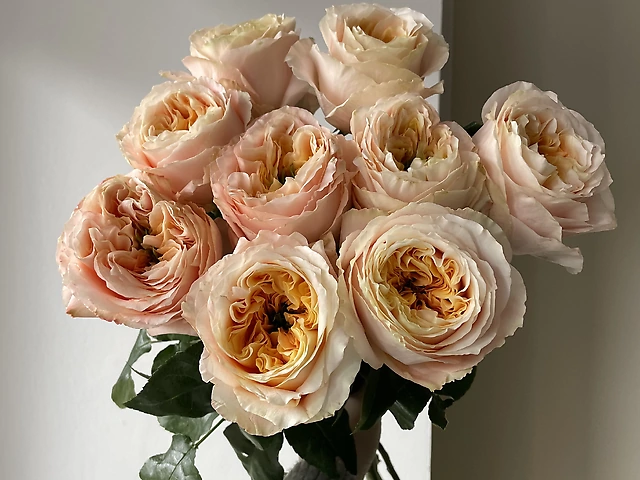 9 еквадорських троянд