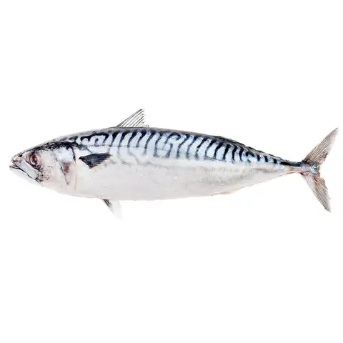 Скумбрія с/м, 500+ вага.