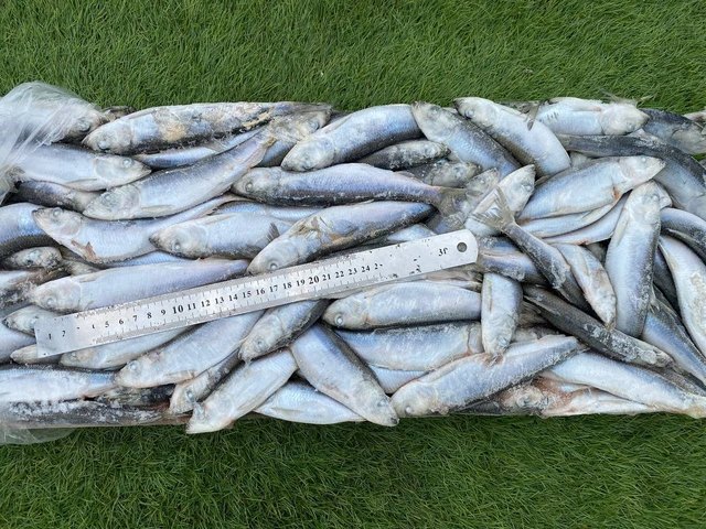 Салака крупна с/м, 16+ (зима) вага.