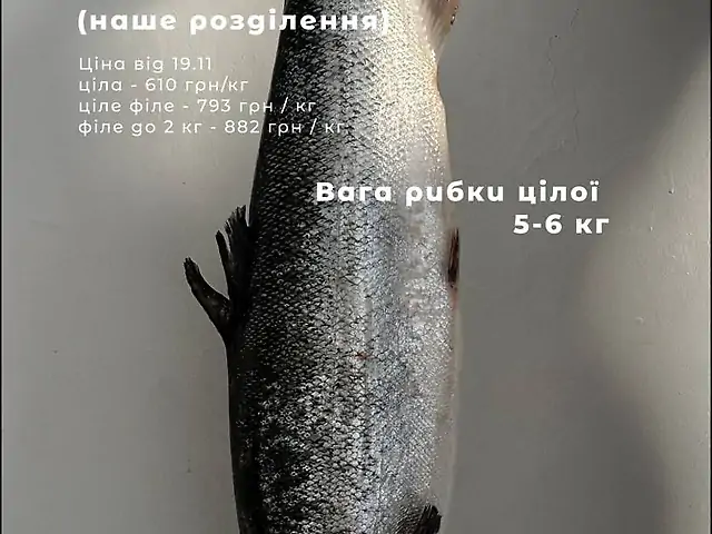 Лосось охолоджений цілий розмір 5/6