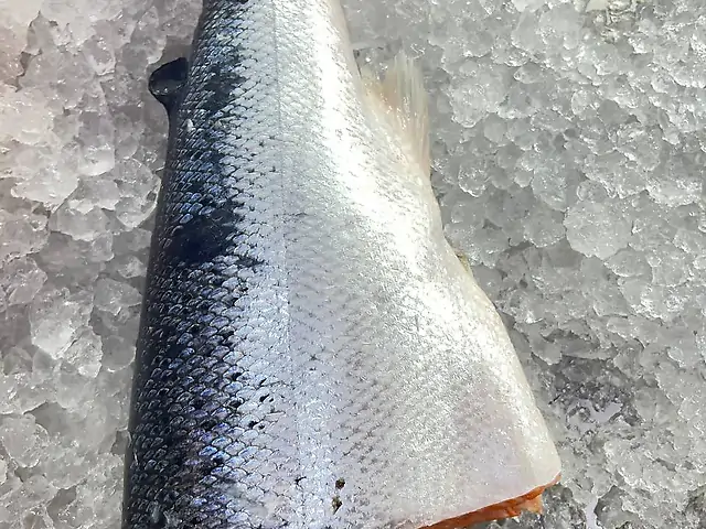 Форель хвіст с/м кг