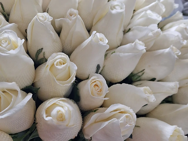 Білий шоколад