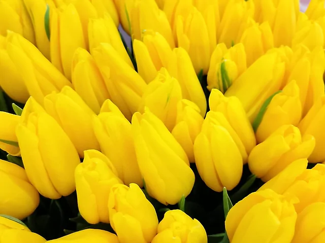 Желтий тюльпан