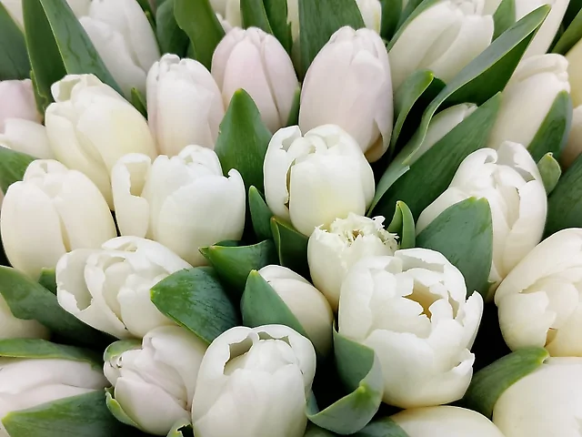 Білий тюлпан