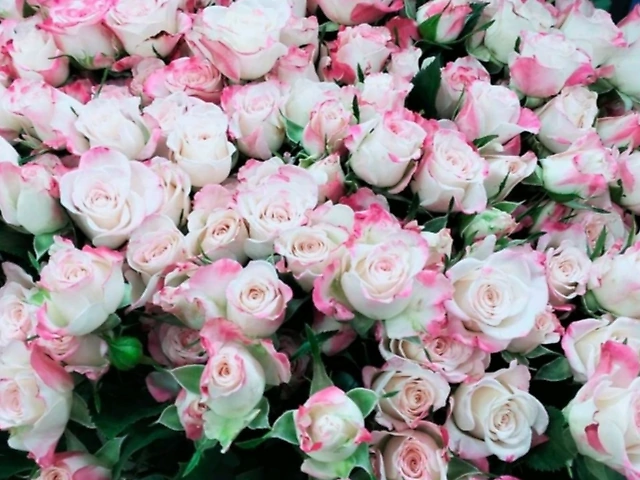 Спрей троянда рефлекс