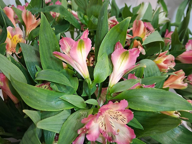 Альстромерія