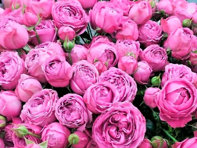 Спрей троянда