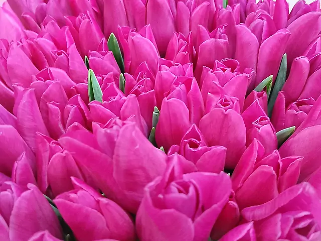 Маліновий тюлпан