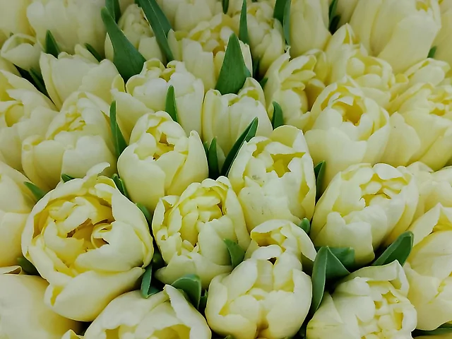 Лімон пионнівий