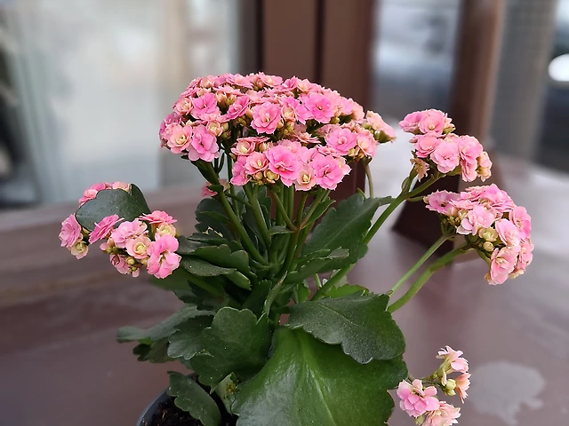 Каланхоє