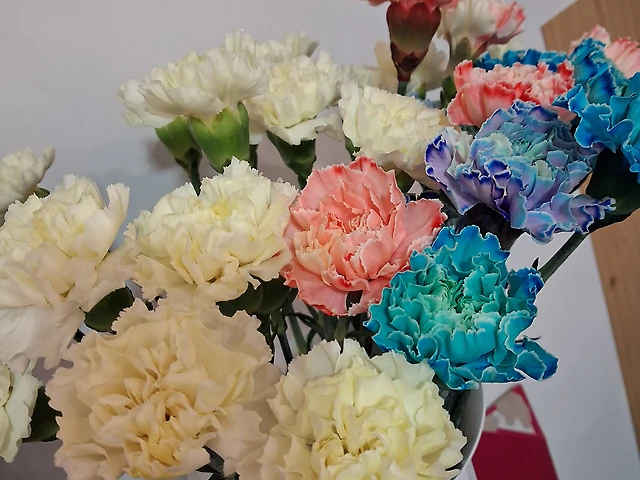 Діантус різнокольоровий.