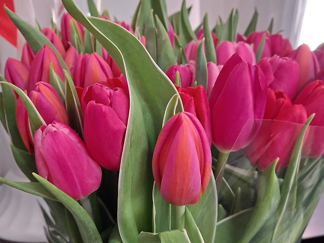 Тюльпан мікс