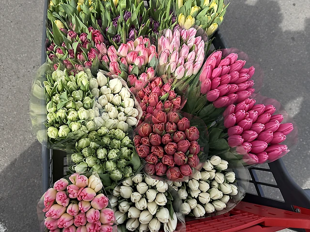 Тюльпан белый 25шт