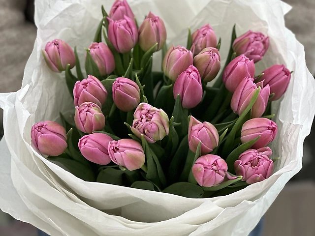 Розовый тюльпан 25 шт