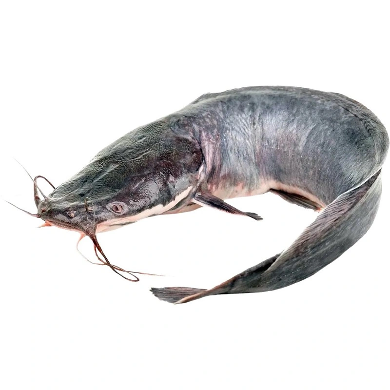 Риба охолоджена Сом