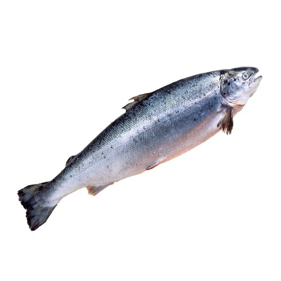 Риба охолоджена Форель райдужна