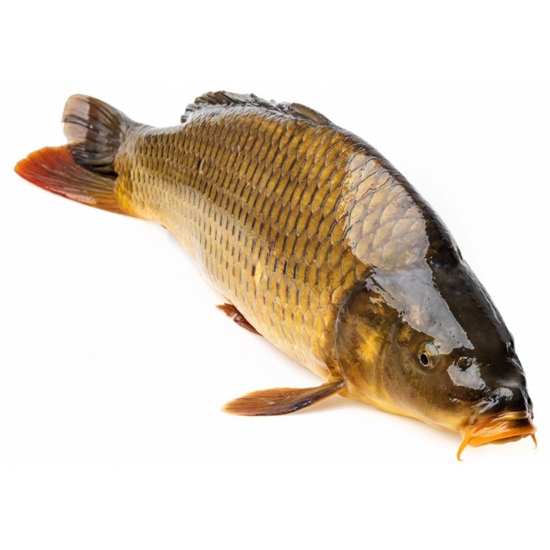 Риба охолоджена Короп