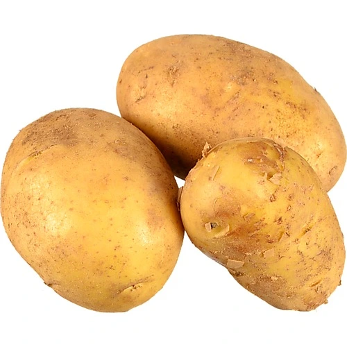 Картопля молода Єгипет