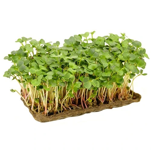 Мікрозелень зростаюча Редиска Зелений Шеф 50г