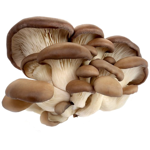 Гриби глива