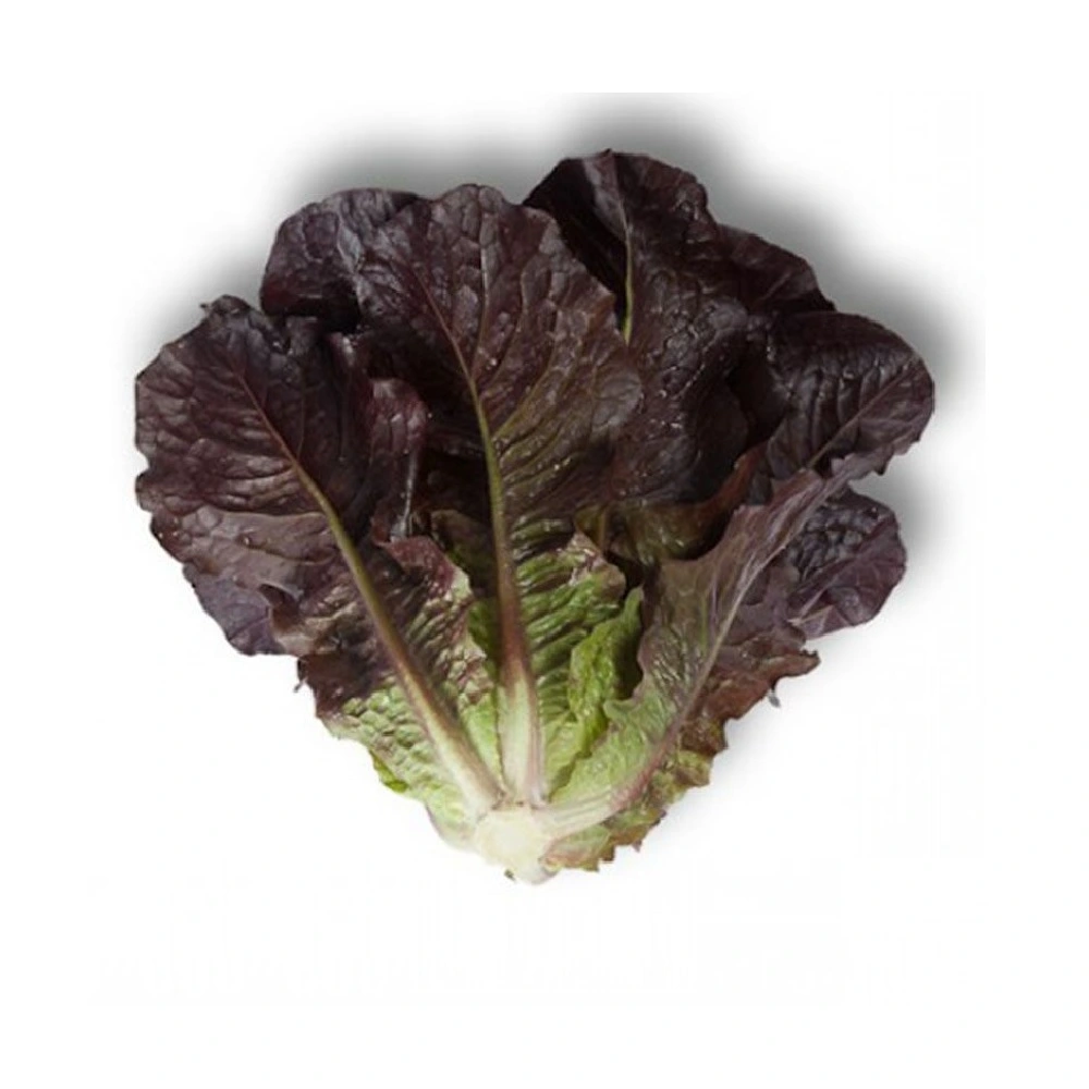 Салат Ромен червоний шт