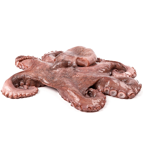 Свіжий восьминіг