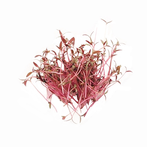 Мікрозелень амарант червоний