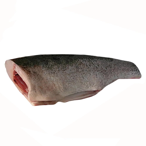 Товстолоб найбільша тушка