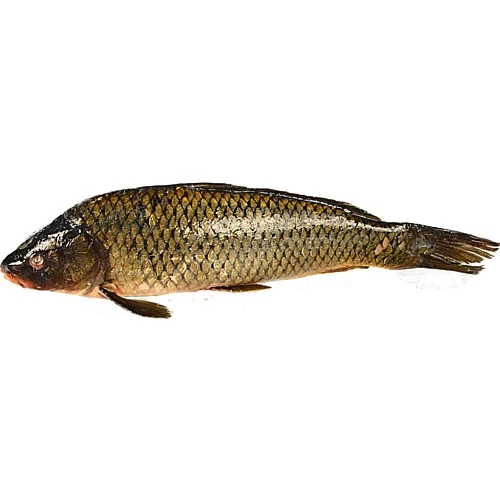 Короп великий тушка