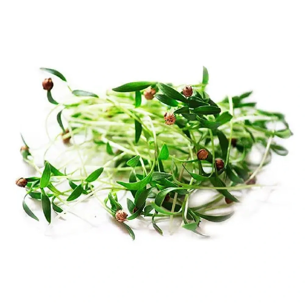 Мікрозелень кінза