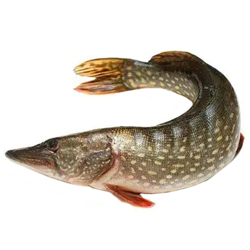 Щука середня