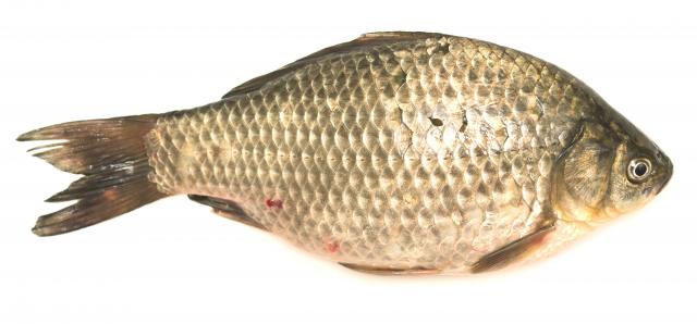 Риба Карась свіжий (200 +) ваг.