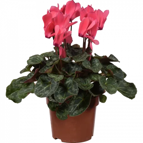 Рослина Цикламен у горщику, 100060