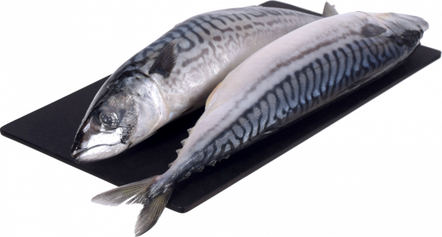 Риба Скумбрія сс 300-500 ваг. Українська Зірка