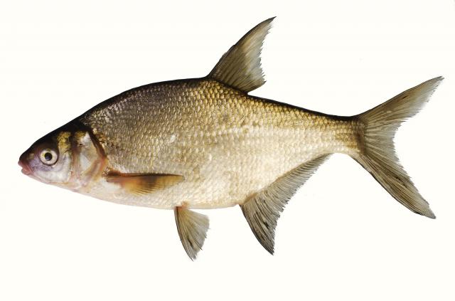 Риба Лящ свіжий (600 +) ваг.