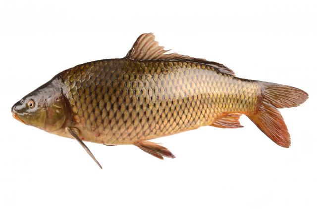 Риба Короп свіжий (2 +) ваг.